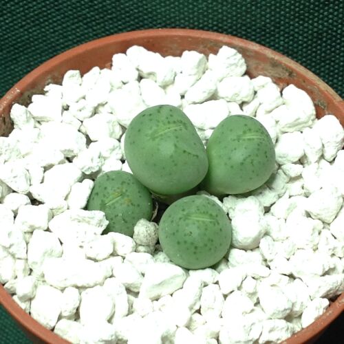 Conophytum uvaeforme  DT25246  Bossiesberg