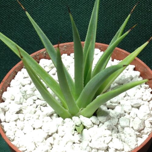 Agave stricta v nana 6.5cms