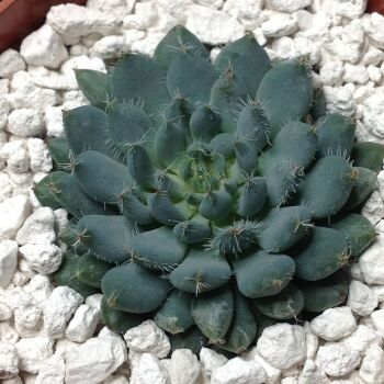 Echeveria rundelii 6.5cms Pot