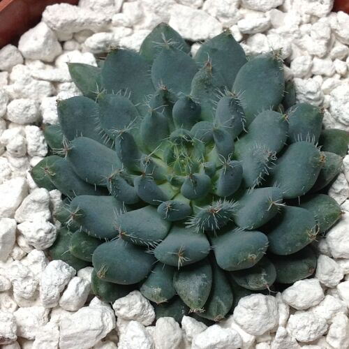 Echeveria rundelii 9cms