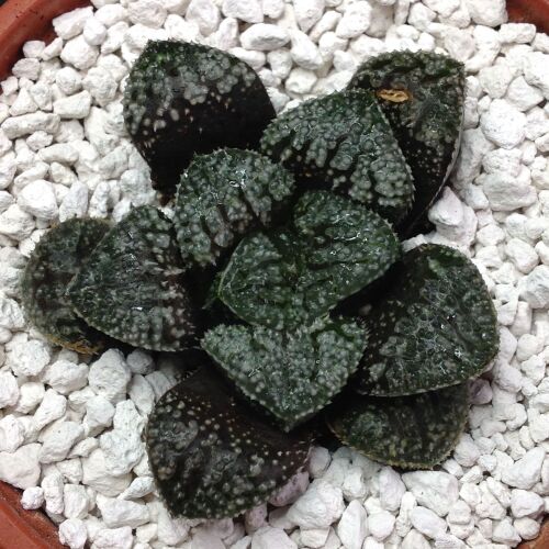Haworthia cv Michael Coccoza 10.1 6.5cm