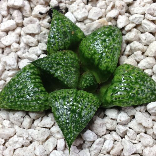 Haworthia splendens cv Jewel 10.03 9cm