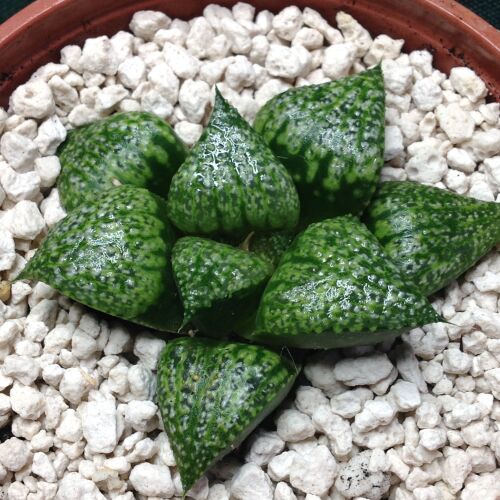 Haworthia splendens cv Jewel 10.03 9cm
