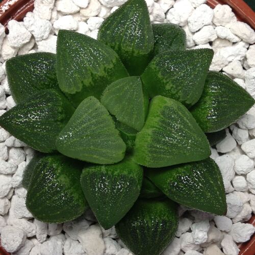 Haworthia pygmaea Mossel Bay 10.08 10.5cm