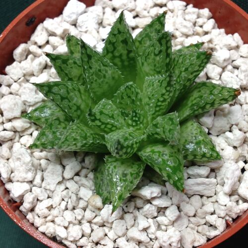 Haworthia cv Michael Coccoza 10.04 6.5cm