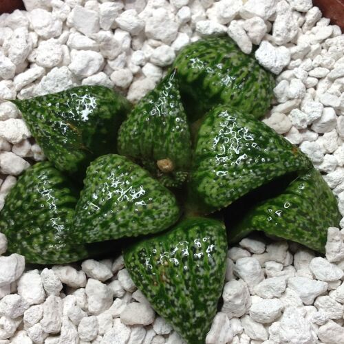 Haworthia splendens cv Jewel 10.06 9cm