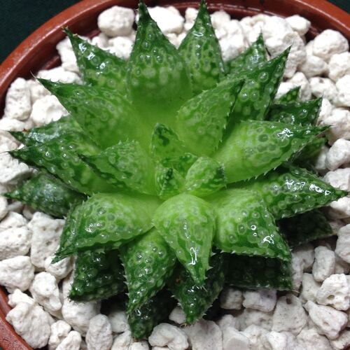 Haworthia cv Michael Coccoza 10.05 9cm