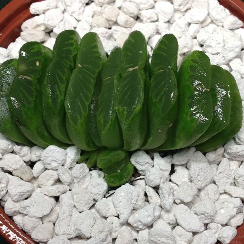 Haw truncata cv Lime Green 10.09 10.5cm