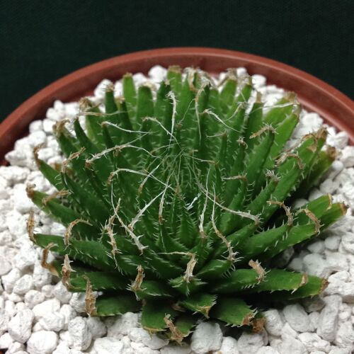 Haworthia xiphiophylla Colegal 10.10 9cm