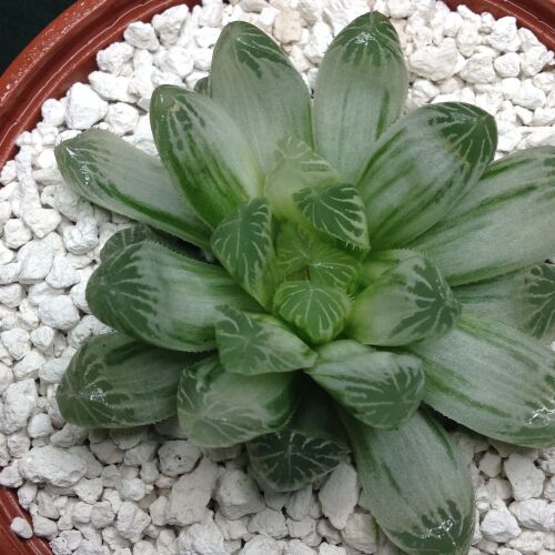 Haworthia cooperi v pilifera 10.12 10.5cm