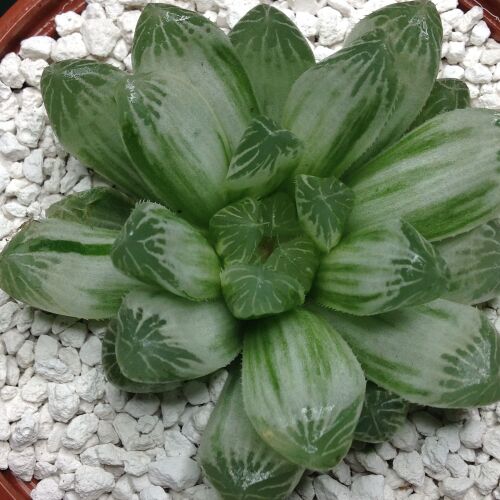Haworthia cooperi v pilifera 10.13 10.5cm