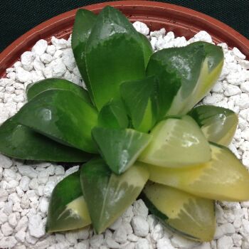 10.19 Haworthia emelyae variegata 10.5cm