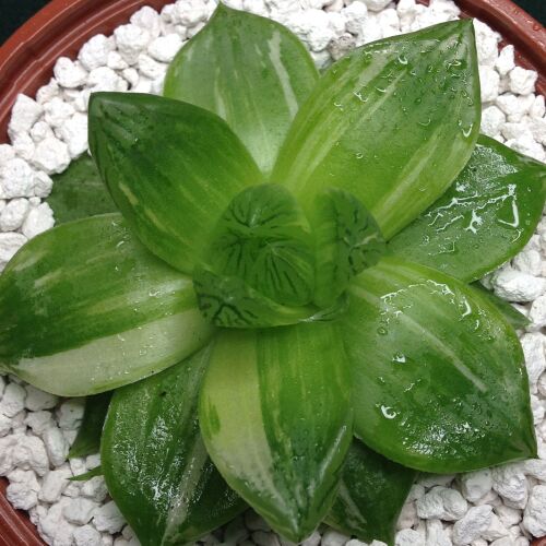 Haw cymbiformis variegata 10.11 10.5cm