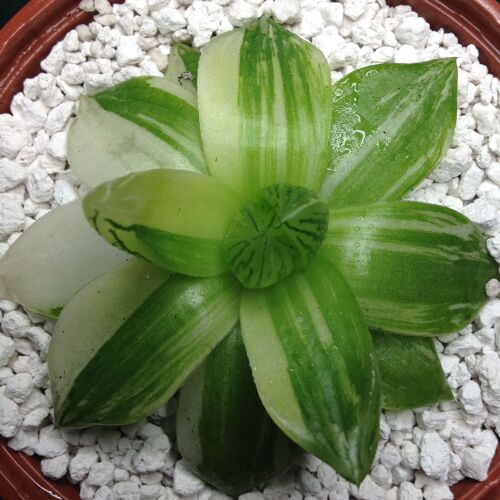 Haw cymbiformis variegata 10.11 10.5cm