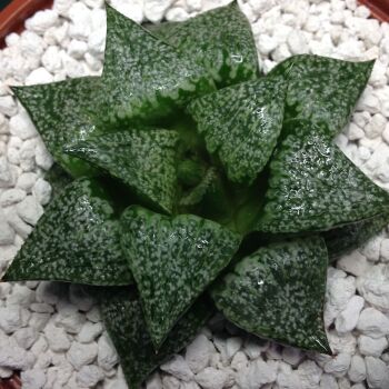 11.05 Haworthia picta 10.5cm