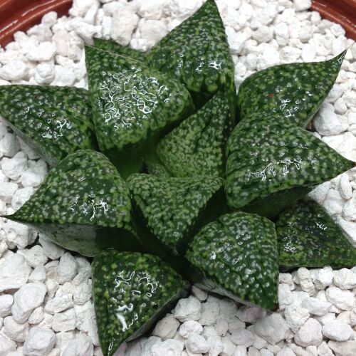 Haw picta 11.02 10.5cm