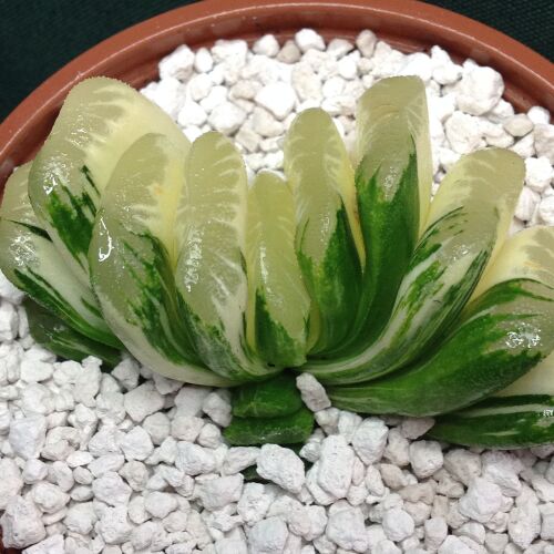 Haw truncata hybrid variegata 11.03 10.5cm