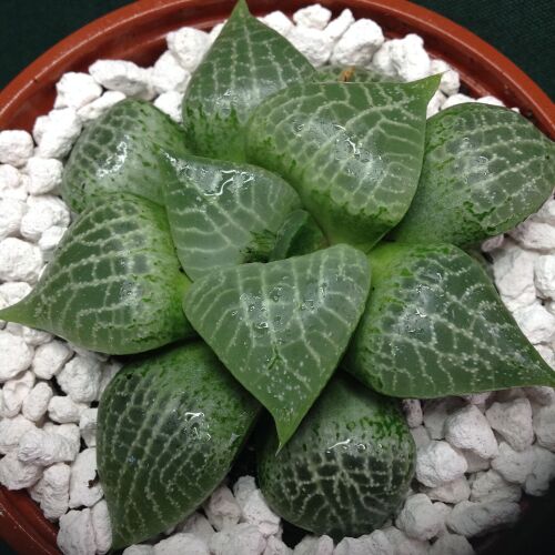 Haworthia comptoniana 11.05 10.5cm