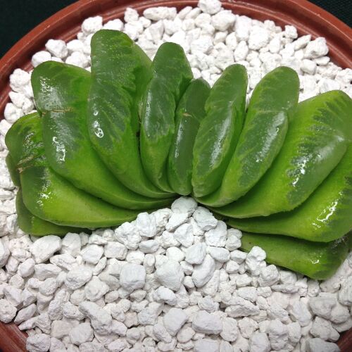 Haw truncata cv Down Under 11.01 10.5cm
