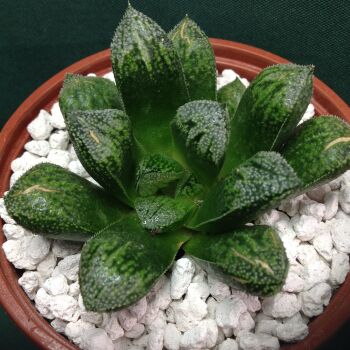 11.06 Haworthia cv Korizato x cv Pregazato 10.5cm