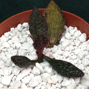 Adromischus herrei cv Coffee Bean 11.08 6.5cm