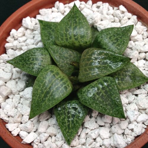Haworthia comptoniana 11.11 9cm