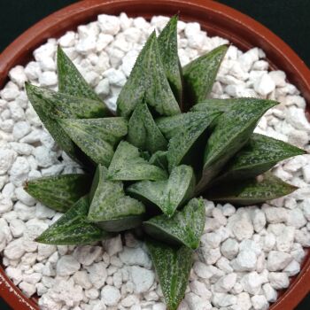 11.10 Haw cv Santorini 9cm