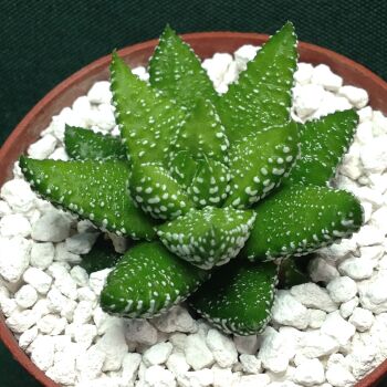 Haworthia attenuata fm tanba 6.5cm