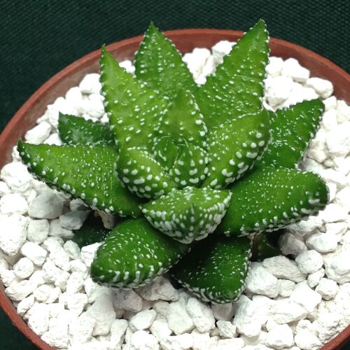 Haworthia attenuata fm tanba 6.5cm