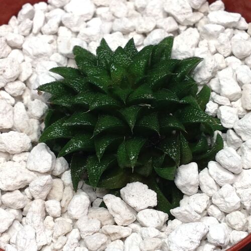 Haworthia parksiana 6.5cm