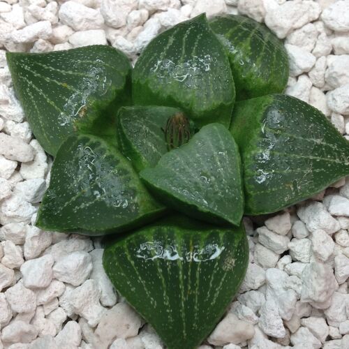 Haworthia comptoniana x retusa 11.13 9cm