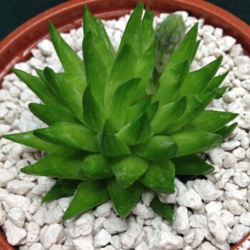 11.13 Haworthia H pulchella v gobifera 9cm