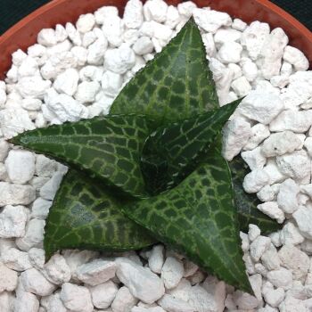 Haworthia tesselata 6.5cm