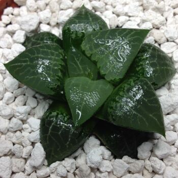 11.15 Haworthia bayeri 9cm