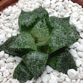11.20 Haworthia picta 9cm