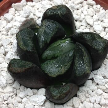 11.19 Haworthia maughanii hybrid 9cm