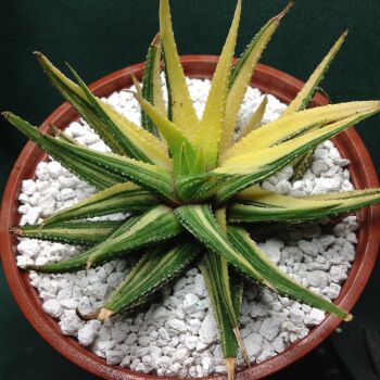 11.21 Haworthia attenuata variegata 10.5cm