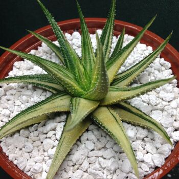 11.22 Haworthia attenuata variegata 10.5cm