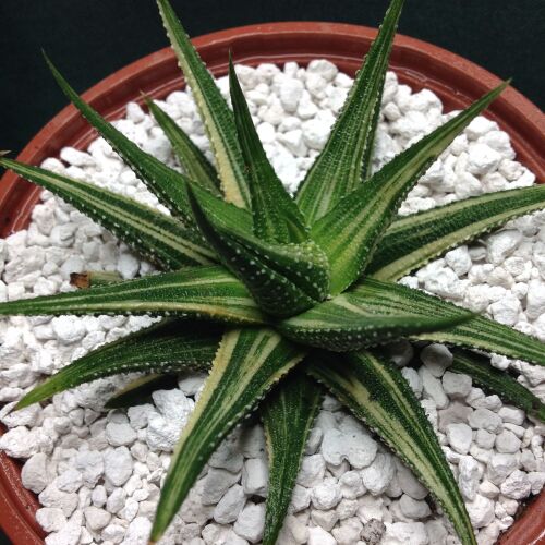 11.25 Haworthia attenuata variegata 10.5cm