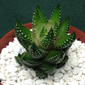 Haworthia coarctata 6.5cm