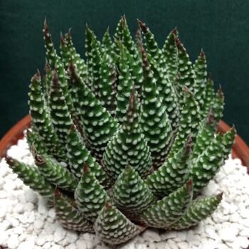 11.23 Haworthia minima 10.5cm