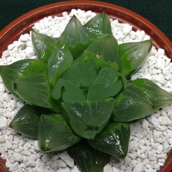 11.26 Haworthia cv Ice City 9cm