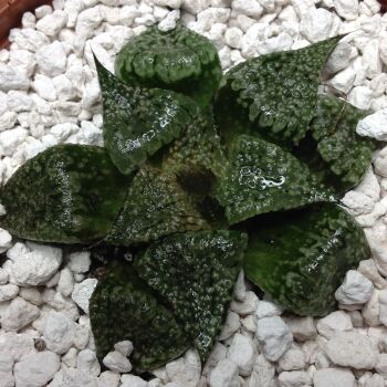 11.27 Haworthia picta 9cm