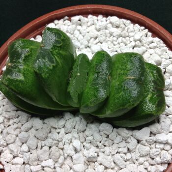 11.24 Haworthia truncata hybrid 9cm