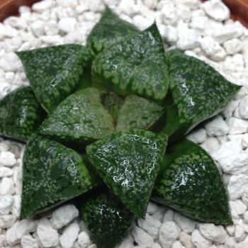 11.22 Haworthia picta 9cm