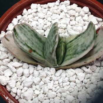 11.09 Gasteria marmorata variegata 9cm