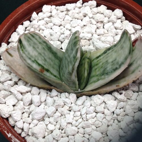 11.09 Gasteria marmorata variegata 9cm