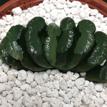 11.29 Haworthia truncata 10.5cm