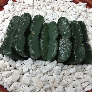 11.35 Haworthia truncata 10.5cm