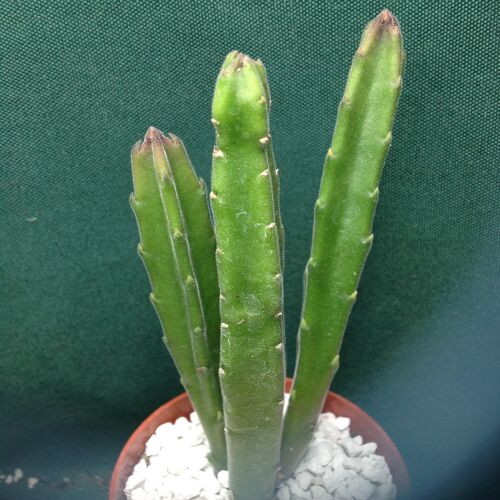 Stapelia leendertziae 6.5cm
